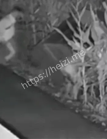 东北苞米地深夜野战翻车