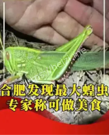 合肥巨型蝗虫