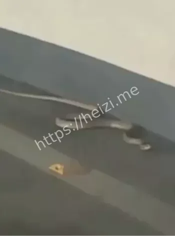 各种毒蛇乱溜达