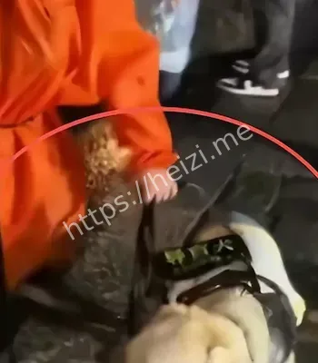 泰山夜爬导盲犬权益争议