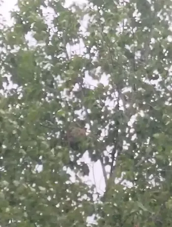 农村采蜂安全培训