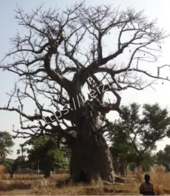 最孤独树卡车撞倒事件