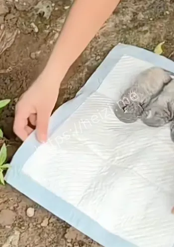 奶猫死亡真相曝光