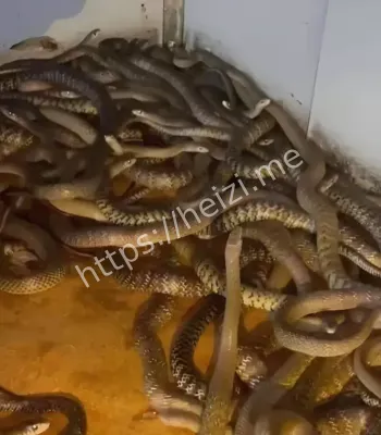 蛇王隐藏村落诅咒