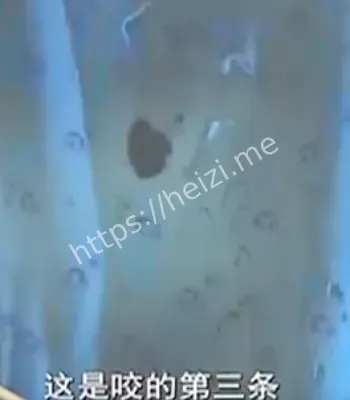 重庆梅湾村灵异事件