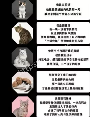 猫中医事件