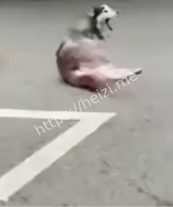 流浪狗自卫争议