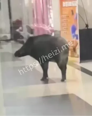 抚顺金水岸野猪舞蹈室破坏事件