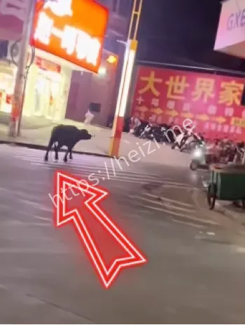 护水村凌晨行动