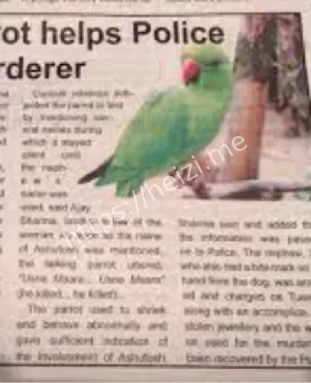 鹦鹉证词法律效力