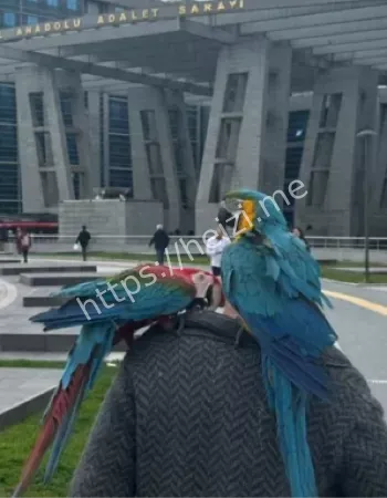 动物辅助破案案例