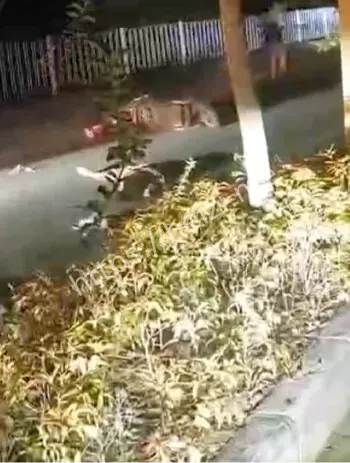 女乘客甩飞当场死亡真相