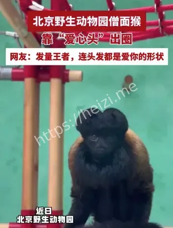 北京野生动物园爱心头僧面猴