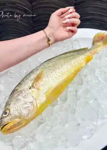 西贝X光去刺大黄鱼