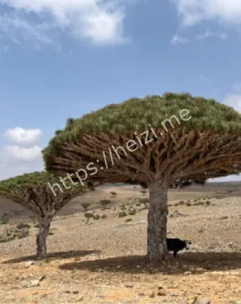 地球外星植物园龙血树奇观