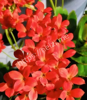 红色花卉节日经济