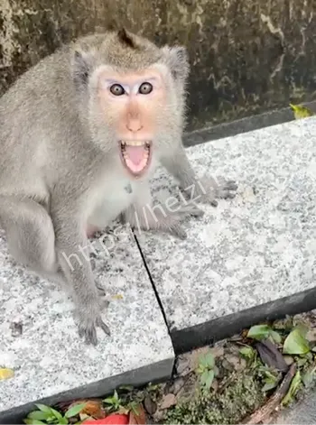 游客投喂猴子引发围攻真相