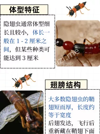 隐翅虫毒液硫酸