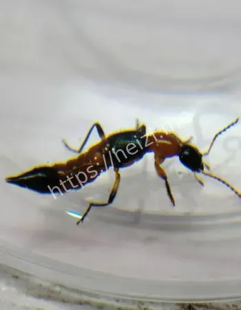 河南秋季隐翅虫防范