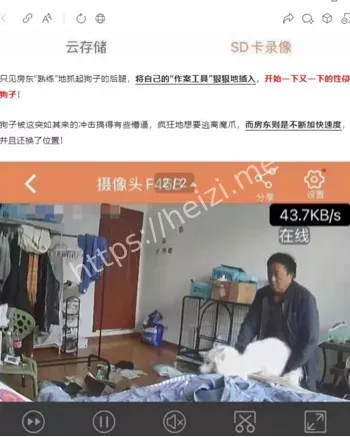 狐狸犬阿黄惨案细节