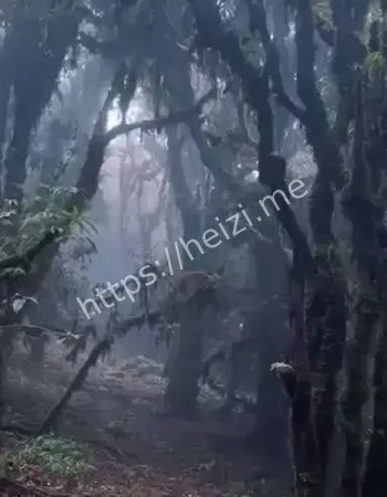 背后的死亡真相