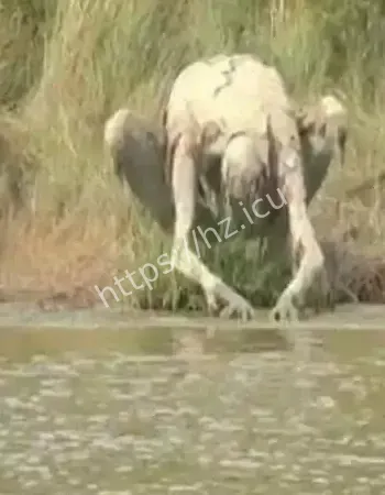 嘉兴乌镇水鬼传说