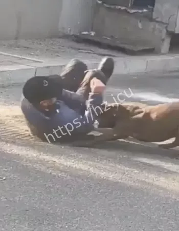 东北比特犬咬人事件