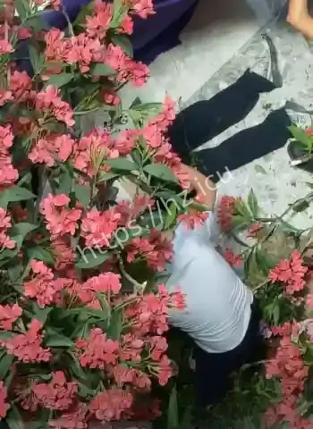 严鹏巨额罚款逼跳楼
